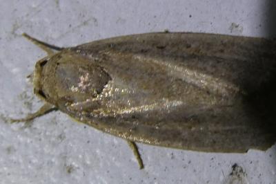 <i>Proxenus hospes</i>