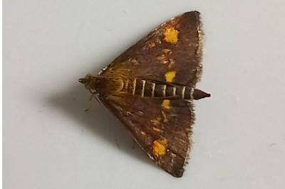 <i>Pyrausta aurata</i>