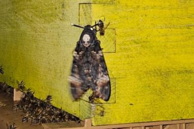 <i>Acherontia atropos</i>