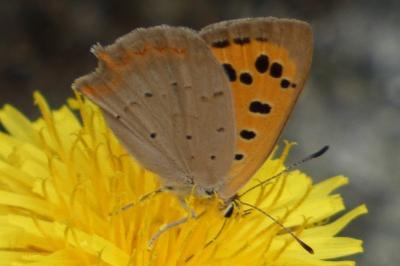 <i>Lycaena phlaeas</i>