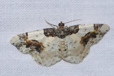 <i>Ligdia adustata</i>