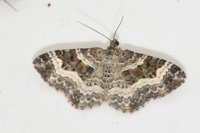 <i>Epirrhoe alternata</i>