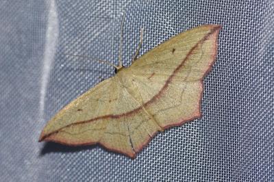 Timandra comae