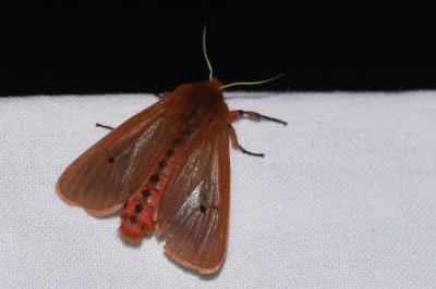<i>Phragmatobia fuliginosa</i>