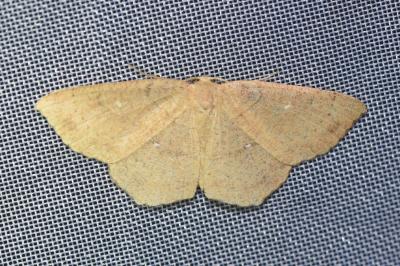 <i>Cyclophora ruficiliaria</i>