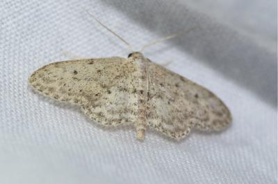 <i>Idaea seriata</i>