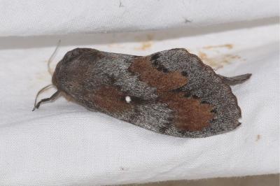 <i>Dendrolimus pini</i>
