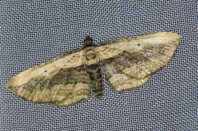 <i>Horisme vitalbata</i>