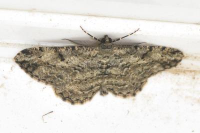 <i>Peribatodes rhomboidaria</i>