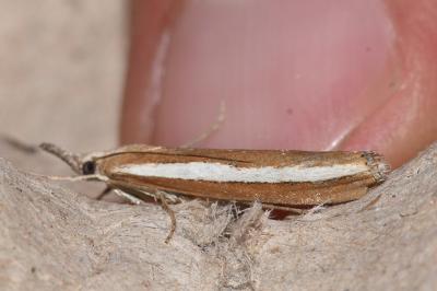 Agriphila latistria