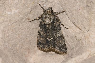 <i>Acronicta rumicis</i>