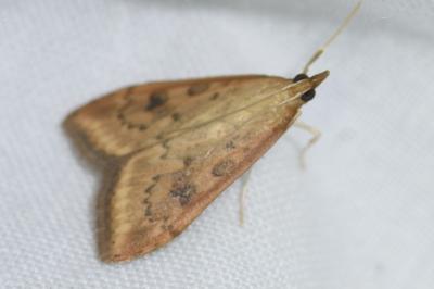 <i>Udea ferrugalis</i>