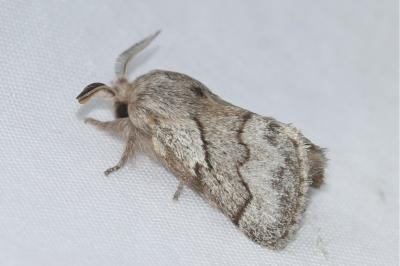 <i>Trichiura crataegi</i>