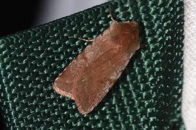<i>Cerastis rubricosa</i>