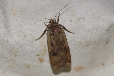 <i>Noctua pronuba</i>