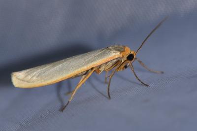 <i>Eilema caniola</i>