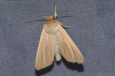 <i>Mythimna pallens</i>