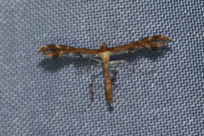 <i>Oxyptilus distans</i>