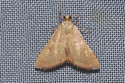 <i>Endotricha flammealis</i>