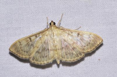 <i>Patania ruralis</i>