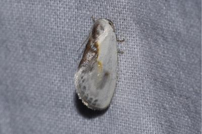 <i>Cilix glaucata</i>