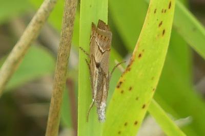 <i>Agriphila geniculea</i>