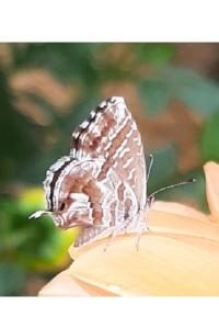 <i>Cacyreus marshalli</i>
