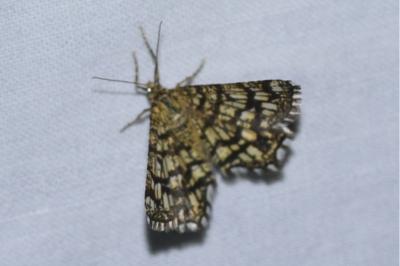 <i>Chiasmia clathrata</i>
