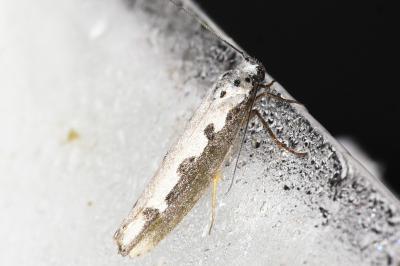 <i>Ethmia bipunctella</i>