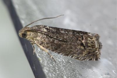 <i>Cydia splendana</i>