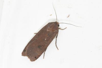 <i>Noctua pronuba</i>