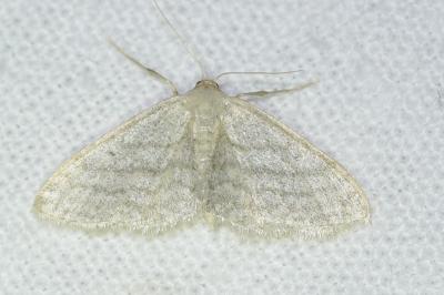 <i>Idaea subsericeata</i>
