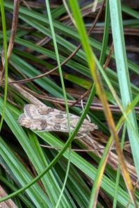 <i>Nomophila noctuella</i>