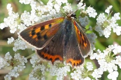 <i>Lycaena phlaeas</i>