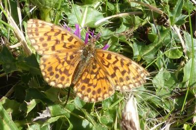 <i>Boloria dia</i>