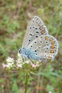 <i>Polyommatus icarus</i>