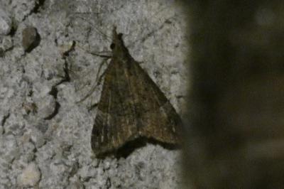 <i>Hypena obsitalis</i>
