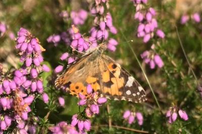 <i>Vanessa cardui</i>