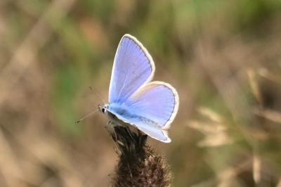 <i>Polyommatus icarus</i>