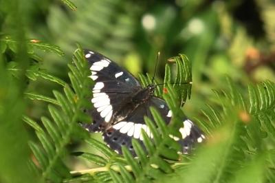 <i>Limenitis reducta</i>