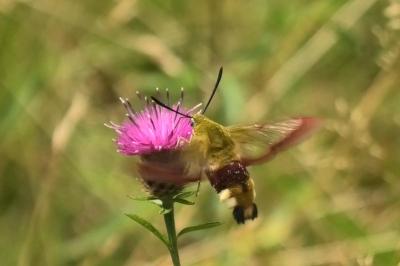 <i>Hemaris fuciformis</i>