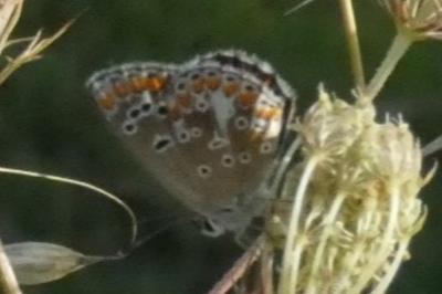 <i>Aricia agestis</i>