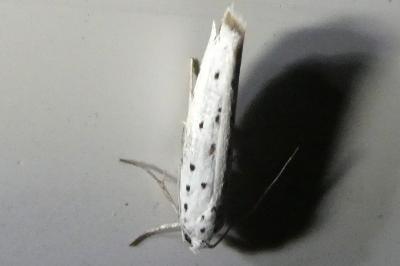 <i>Yponomeuta</i>