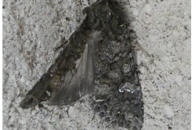 <i>Mamestra brassicae</i>