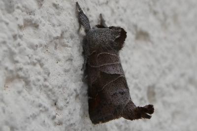 <i>Clostera pigra</i>