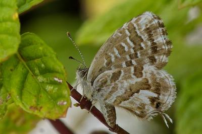 <i>Cacyreus marshalli</i>