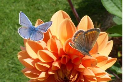 <i>Polyommatus icarus</i>