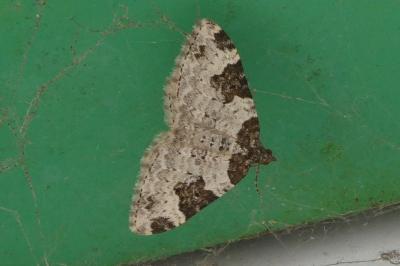 <i>Xanthorhoe fluctuata</i>