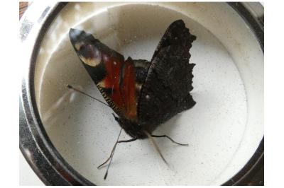 <i>Aglais io</i>