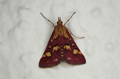 <i>Pyrausta purpuralis</i>